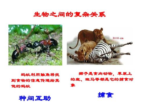 第2節 環境影響生物的生存 分析生物因素對生物的影響課件下載 生物