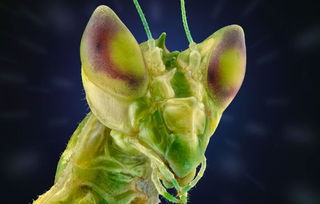 微距鏡頭下的異星世界 印尼攝影師眼中的昆蟲王國(guó)