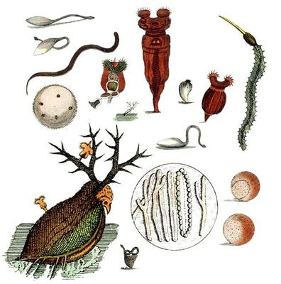 與上帝平起平坐的微生物 生物起源于它，人類未來依靠它