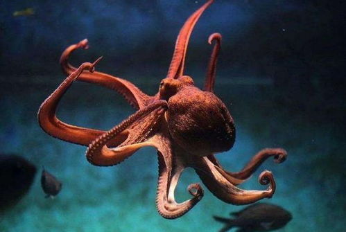 被囚禁在嬰兒軀殼中的34歲靈魂 為何永不衰老？